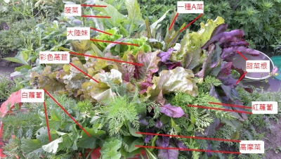 三鶯社大-友善三鶯農(攏)安心-少量多樣五色並陳 三鶯社大-友善三鶯農(攏)安心-少量多樣五色並陳